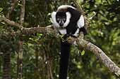 Ruffed lemur (Varecia variegata) in the forest, Pangalanes Canal, Ampitabe Lake, Atsinanana Region, Madagascar
