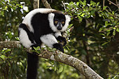 Ruffed lemur (Varecia variegata) in the forest, Pangalanes Canal, Ampitabe Lake, Atsinanana Region, Madagascar