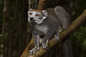 Crowned lemur (Eulemur coronatus) female in the forest, Pangalanes Canal, Ampitabe Lake, Atsinanana Region, Madagascar