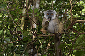 Brown lemur (Eulemur fulvus) eating in the forest, Pangalanes Canal, Ampitabe Lake, Atsinanana Region, Madagascar