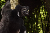 Indri (Indri indri) in the forest, Pangalanes Canal, Ampitabe Lake, Atsinanana Region, Madagascar