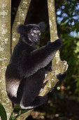 Indri (Indri indri) in the forest, Pangalanes Canal, Ampitabe Lake, Atsinanana Region, Madagascar
