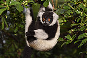 Ruffed lemur (Varecia variegata) in the forest, Pangalanes Canal, Ampitabe Lake, Atsinanana Region, Madagascar