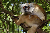 female in the forest, Pangalanes Canal, Ampitabe Lake, Atsinanana Region, Madagascar