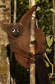 Red-bellied lemur (Eulemur rubriventer) male in the forest, Pangalanes Canal, Ampitabe Lake, Atsinanana Region, Madagascar
