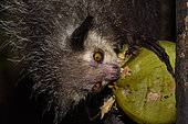 Aye-aye (Daubentonia madagascariensis) in the forest at night, under the tropical rain, eating a coconut, Pangalanes Canal, Ampitabe Lake, Atsinanana Region, Madagascar