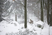 Winter in Bavarian National Park, Germany