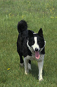 Karelian Bear Dog (Canis lupus familiaris) running on grass