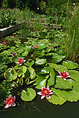 Garden pond with with Waterlilies (Nymphaea sp.)