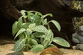 Fittonia verschaffeltii in aquarium