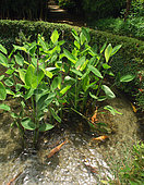 Thalia dealbata, Koï, Cyprinus carpio