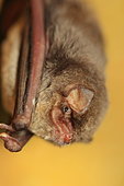 Schreibers' Long-fingered Bat (Miniopterus schreibersii) portrait, Isere, France