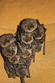 Schreibers' Long-fingered Bat (Miniopterus schreibersii) in cave, Isere, France
