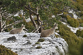 Spanish ibex (Capra pyrenaica victoriae) females resting on the edge of a steep, Ports de Tortosa Natural Park, Spain