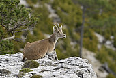 Spanish ibex (Capra pyrenaica victoriae) female resting on the edge of a steep, Ports de Tortosa Natural Park, Spain