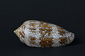 Textile cone (Conus textile) Deadly bite cone, Indo-Pacific Ocean Madagascar