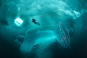 (Mnemiopsis leidyi), the warty comb jelly or sea walnut. Only in springtime, when the hard winter slowly subsides, are the ice-cold waters suitable for divers who can dive around a iceberg that floats in crystal-clear water, Tasiilaq, East Greenland