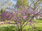 Cercis siliquastrum