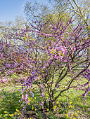 Cercis siliquastrum
