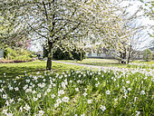 Prunus avium, Narcissus 'Actaea', Ecole du Breuil, Paris, France. 2019-04-12