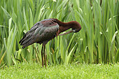 Glossy ibis (Plegadis falcinellus) Adult in bright bridal plumage grooming