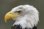 Bald eagle (Haliaeetus leucocephalus) Portrait of an adult, Bird symbol of the United States of America