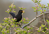 Blackbird (Turdus merula) perched in an apple tree and calling, England
