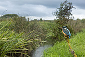 Kingfisher (Alcedo atthis) Female kingfisher perched on a branch by a small river, England, Autumn