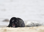 A very rare melanistic Grey Seal Halichoerus grypus pup Horsey Norfolk. Rarely photographed less than one in 400 pups born annually are melanistic, usually the pups are a creamy white in colour.