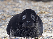 A very rare melanistic Grey Seal Halichoerus grypus pup Horsey Norfolk. Rarely photographed less than one in 400 pups born annually are melanistic, usually the pups are a creamy white in colour.