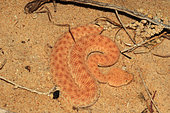 Lesser cerastes Vipera (Cerastes vipera) on sand, Mauritania