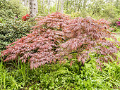 Japanese maple 'Garnet', Acer palmatum 'Garnet'