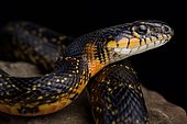 Horseshoe Whip Snake (Hemorrhois hippocrepis)