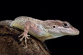 Anguilla bank anole (Ctenonotus gingivinus)