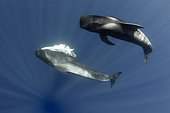 Pilot whale (Globicephala macrorhynchus). A dead neonate carried by an adult, probably his mother. Tenerife, Canary Islands.