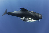 Pilot whale (Globicephala macrorhynchus). A dead neonate carried by an adult, probably his mother. Tenerife, Canary Islands.