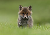 Red fox (Vulpes vulpes) cub standing in a meadow, England