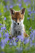 Red Fox (Vulpes vulpes) young cub sitting amongst bluebell, England