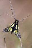 Butterfly-lion (Libelloides coccajus) on a dry stem in spring, Massif des Maures, near Hyères, Var, France