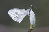 Moroccan Orange Tip (Leptidea sinapis) on the end of a stem in spring, undergrowth of a limestone hill, Lorraine, France
