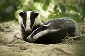 Eurasian Badger (Meles meles) sow and her cub interacts as they emerge from the sett in the Peak District National Park, UK.