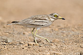 Stone Curlew (Burhinus oedicnemus), side view of an adult walking in a desert habitat in Oman