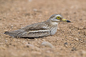 Stone Curlew (Burhinus oedicnemus), side view of an adult crouched in a desert habitat in Oman