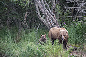 Grizzly bear (Ursus arctos horribilis) mother with cub, Brooks Falls, Katmai National Park, Alaska, USA