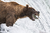 Grizzly bear (Ursus arctos horribilis) catching Salmon, Brooks Falls, Katmai National Park, Alaska, USA