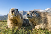 Alpine marmot ( Marmota marmota), curious, Wideangle, National Park Hohe Tauern, Austria