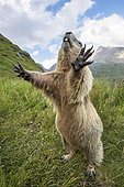 Alpine marmot ( Marmota marmota), curious, National Park Hohe Tauern, Austria
