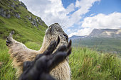 Alpine marmot ( Marmota marmota), with spreaded arms, National Park Hohe Tauern, Austria