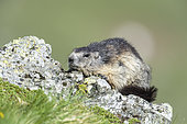 Alpine marmot ( Marmota marmota), National Park Hohe Tauern, Austria