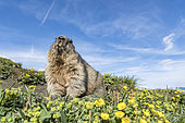 Alpine marmot ( Marmota marmota), National Park Hohe Tauern, Austria